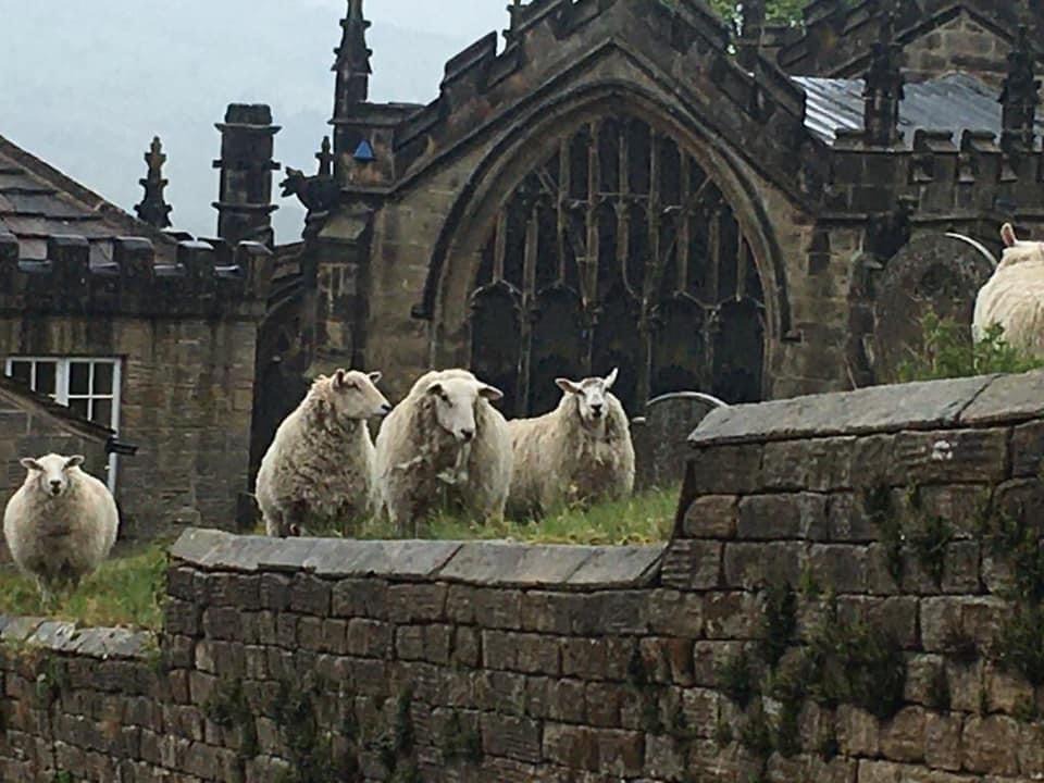 Sheep on Jane Street